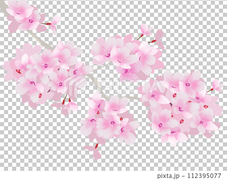 美麗的粉紅色櫻花插畫 112395077