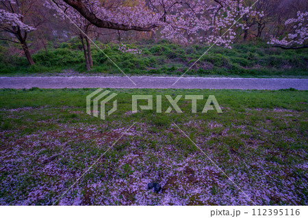 京都府八幡市の春満開の背割り堤の桜を早朝に撮影 112395116