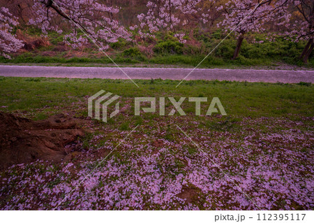 京都府八幡市の春満開の背割り堤の桜を早朝に撮影 京都府八幡市の春満開の背割り堤の桜を早朝に撮影 112395117