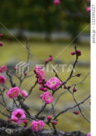智積院 紅梅 智積院 紅梅 112395227
