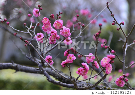 智積院 紅梅 智積院 紅梅 112395228