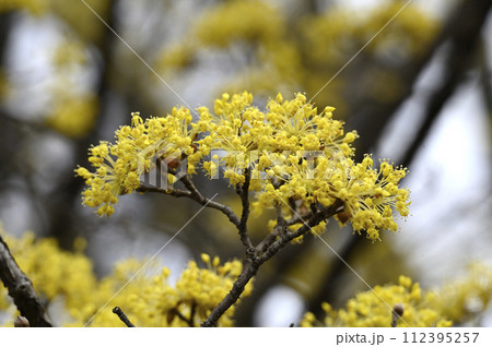 春の訪れを知らせるサンシュユの花 112395257
