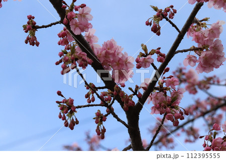 早春の公園に咲くピンク色のカワヅザクラの花 112395555