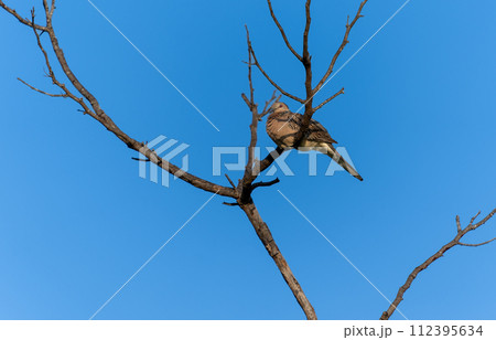 A Spotted Dove (Spilopelia chinensis) rests on a branch. 112395634