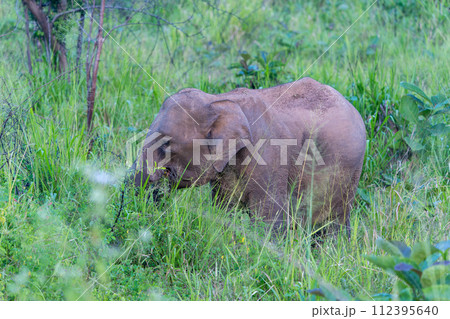 An elephant grazed in the long green grass. An elephant grazed in the long green grass. 112395640