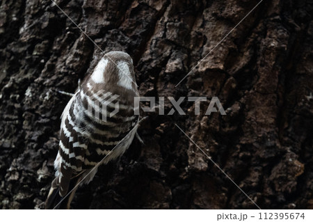 コゲラの背中 112395674