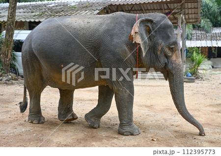 An adult elephant walks through the territory of an elephant farm 112395773