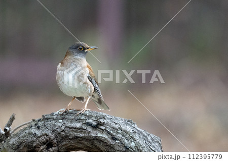 木にとまるシロハラ 112395779