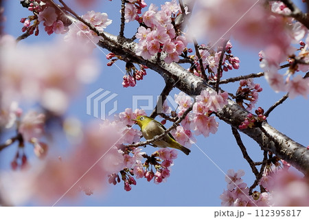 河津桜とメジロ 112395817