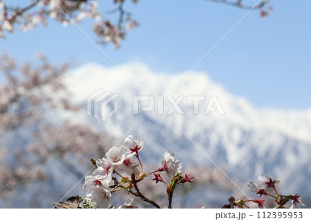桜の花と北アルプス爺ヶ岳 桜の花と北アルプス爺ヶ岳 112395953