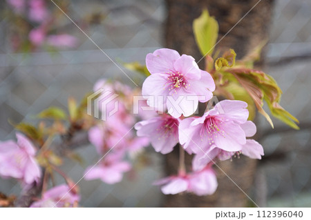 法住寺 河津桜 法住寺 河津桜 112396040