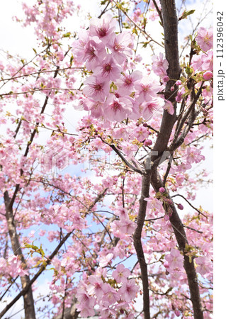 法住寺 河津桜 法住寺 河津桜 112396042