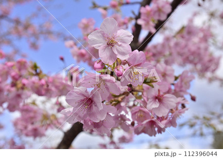法住寺 河津桜 法住寺 河津桜 112396044