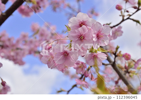 法住寺 河津桜 法住寺 河津桜 112396045