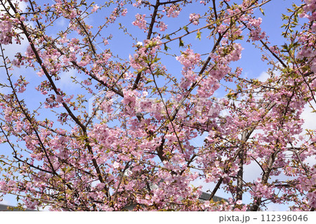 法住寺 河津桜 法住寺 河津桜 112396046