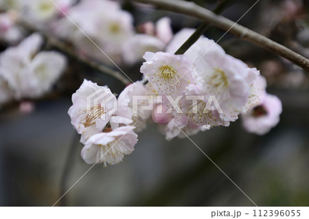 法住寺　鶯宿梅（花梅） 112396055