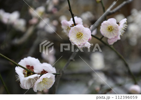 法住寺　鶯宿梅（花梅） 112396059