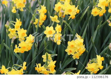 早春の庭に咲く黄色いフサザキスイセンの花 112396176