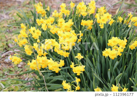 早春の庭に咲く黄色いフサザキスイセンの花 112396177