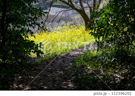 春の花菜の花が風に揺らぐ春の風景 112396202