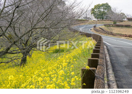春の花菜の花が風に揺らぐ春の風景 112396249
