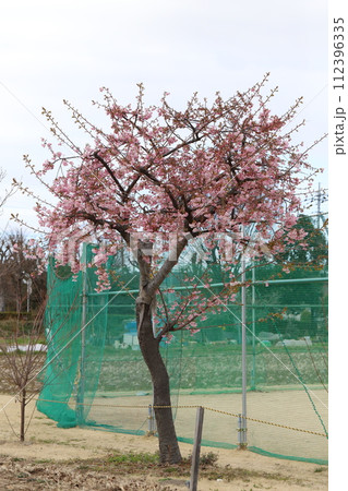 早春の公園に咲くピンク色のカワヅザクラの花 早春の公園に咲くピンク色のカワヅザクラの花 112396335