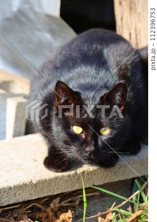 物置小屋の前で可愛く見つめる里山の黒猫 112396753