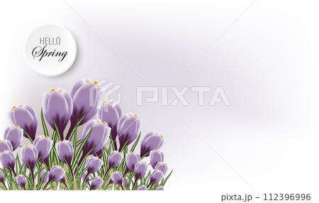 Spring banner with a bouquet of crocuses, hello spring, delicate crocus buds on an abstract background 112396996