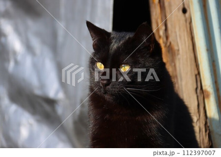 物置小屋の前で見つめる里山の黒猫 112397007