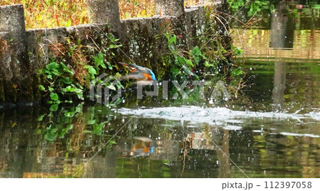 小城公園のカワセミ 小城公園のカワセミ 112397058