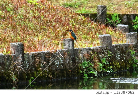 小城公園のカワセミ 小城公園のカワセミ 112397062