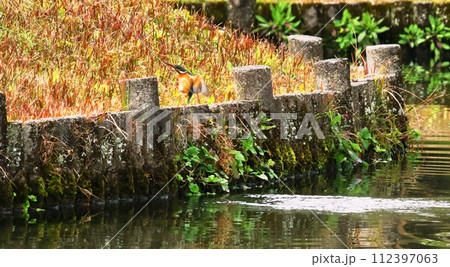 小城公園のカワセミ 112397063