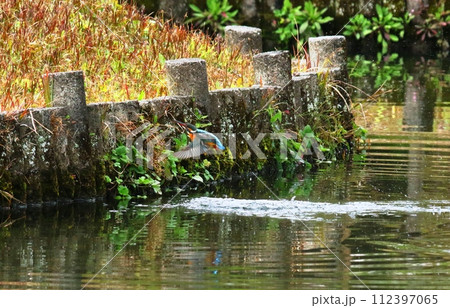 小城公園のカワセミ 112397065
