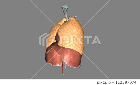 The function of the lung is to get oxygen from the air to the blood, performed by the alveoli 112397074