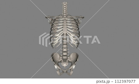 Bones of the trunk: The 51 trunk bones consist of 26 vertebrae, 24 ribs, and the sternum Bones of the trunk: The 51 trunk bones consist of 26 vertebrae, 24 ribs, and the sternum 112397077