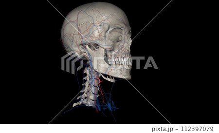 The superior thyroid artery is the first branch of the external carotid artery that supplies the thyroid gland The superior thyroid artery is the first branch of the external carotid artery that supplies the thyroid gland 112397079