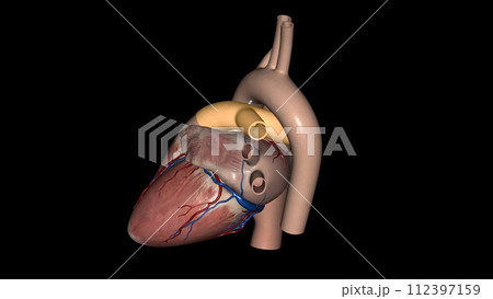 pulmonary arteries carry blood from your heart to your lungs 112397159