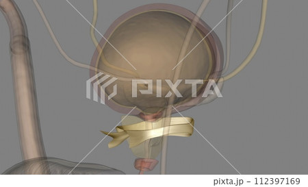 Puboprostatic ligaments hold and stabilize the prostate against the pubic bone Puboprostatic ligaments hold and stabilize the prostate against the pubic bone 112397169