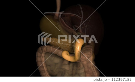 The duodenum is the initial C-shaped segment of the small intestine and is a continuation of the pylorus The duodenum is the initial C-shaped segment of the small intestine and is a continuation of the pylorus 112397185