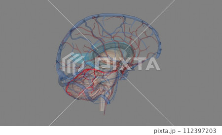 The superior cerebellar artery (SCA) is an artery of the head 112397203
