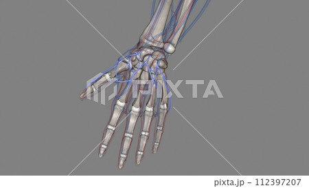 The superficial palmar venous arch consists of a pair of venae comitantes accompanying the superficial palmar arch The superficial palmar venous arch consists of a pair of venae comitantes accompanying the superficial palmar arch 112397207