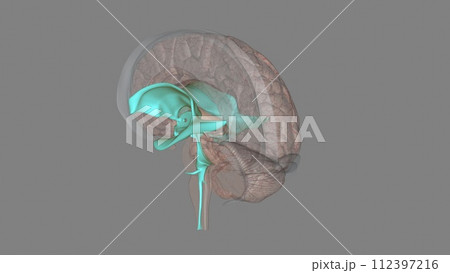 The ventricles are structures that produce cerebrospinal fluid, and transport it around the cranial cavity The ventricles are structures that produce cerebrospinal fluid, and transport it around the cranial cavity 112397216