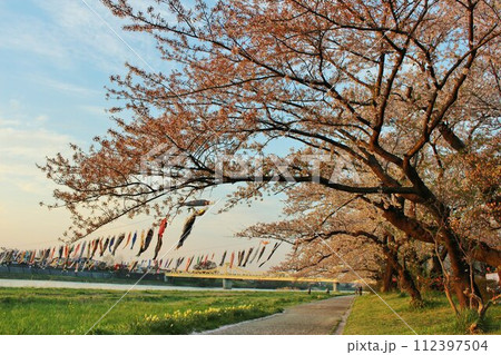 岩手北上展勝地の桜と鯉のぼりが幻想的な夕暮れ 岩手北上展勝地の桜と鯉のぼりが幻想的な夕暮れ 112397504