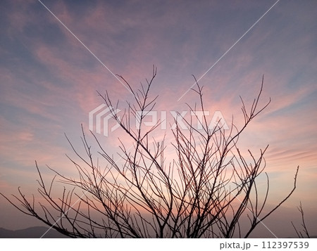 view of a tree on a mountain consisting of branches without leaves, the background is a blue-orange sky because the sun is rising view of a tree on a mountain consisting of branches without leaves, the background is a blue-orange sky because the sun is rising 112397539