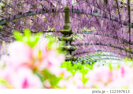 春日和の光芒に映えるツツジの花と藤の花アーチ風景 「藤の花スポット」山田の藤(玉名市:山田日吉神社) 春日和の光芒に映えるツツジの花と藤の花アーチ風景 「藤の花スポット」山田の藤(玉名市:山田日吉神社) 112397613