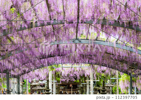 うららかな春日和に映える藤の花アーチ風景 「山田の藤(玉名市:山田日吉神社)」 うららかな春日和に映える藤の花アーチ風景 「山田の藤(玉名市:山田日吉神社)」 112397705