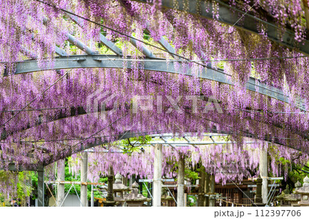 うららかな春日和に映える藤の花アーチ風景　「山田の藤(玉名市：山田日吉神社)」 112397706