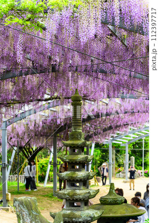 うららかな春日和に映える藤の花アーチ風景　「山田の藤(玉名市：山田日吉神社)」 112397717