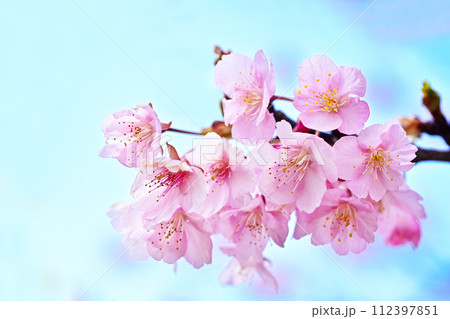 青空を背景にした河津桜　満開の河津桜　早咲きの桜　イメージ素材　春のイメージ　背景素材 112397851