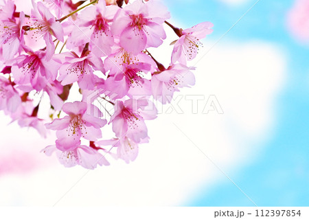 青空を背景にした河津桜　満開の河津桜　早咲きの桜　イメージ素材　春のイメージ　背景素材 112397854